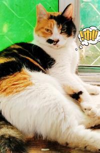 猫变成人的过程视频,揭秘神秘变身过程