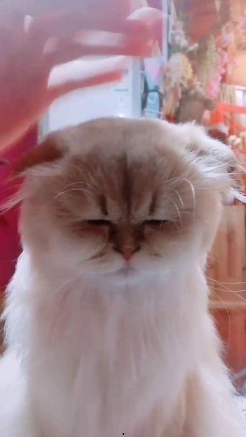 猫变成人的过程视频,揭秘神秘变身过程