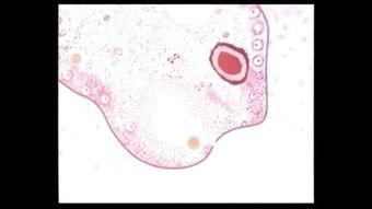 成人舌系带视频,视频解析与常见问题解答